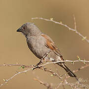 Parrot-billed Sparrow