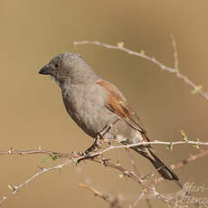 Moineau perroquet