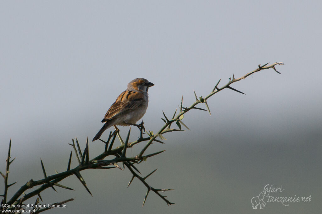 Kenya Sparrow male adult