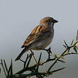 Moineau roux