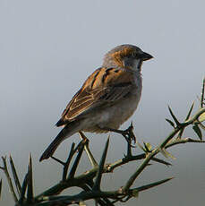 Moineau roux