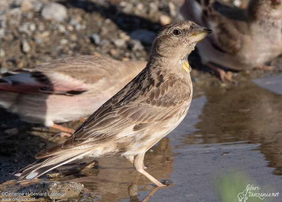 Rock Sparrow, identification