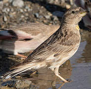 Rock Sparrow