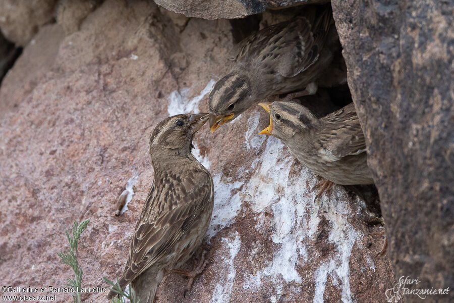 Rock Sparrow, Reproduction-nesting