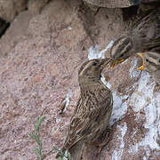 Rock Sparrow