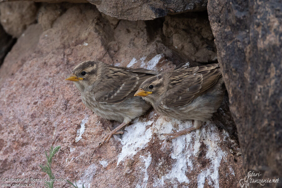 Rock SparrowPoussin, identification