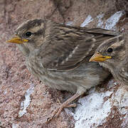 Rock Sparrow