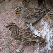 Rock Sparrow