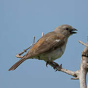 Southern Grey-headed Sparrow