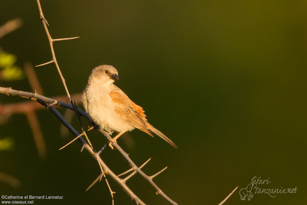 Moineau sud-africainadulte