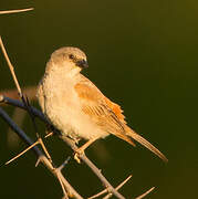 Southern Grey-headed Sparrow