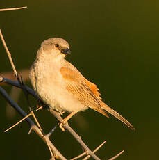 Moineau sud-africain