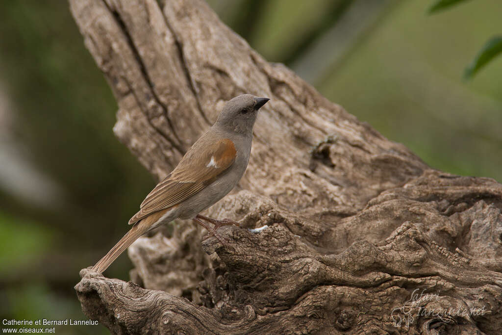 Moineau swahiliadulte, identification