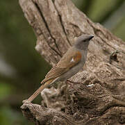 Swahili Sparrow