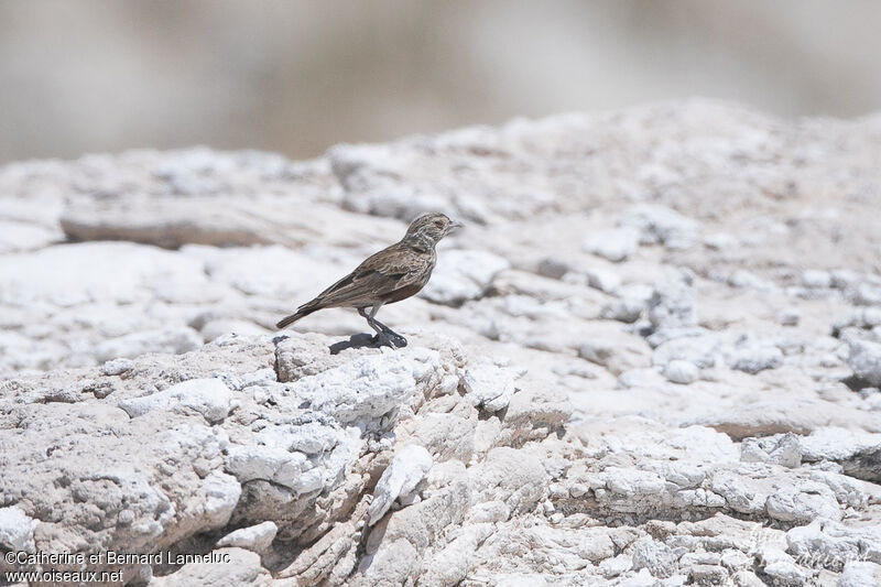 Grey-backed Sparrow-Lark female adult, habitat