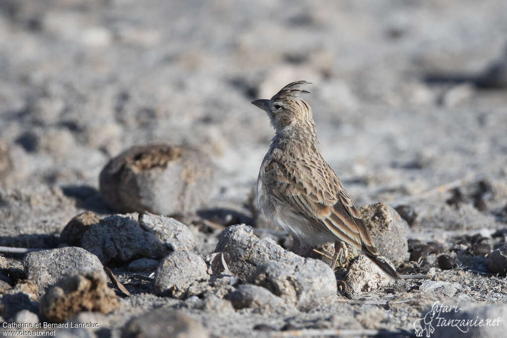 Grey-backed Sparrow-Lark female adult, habitat, pigmentation, Behaviour