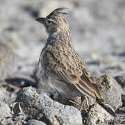 Grey-backed Sparrow-Lark