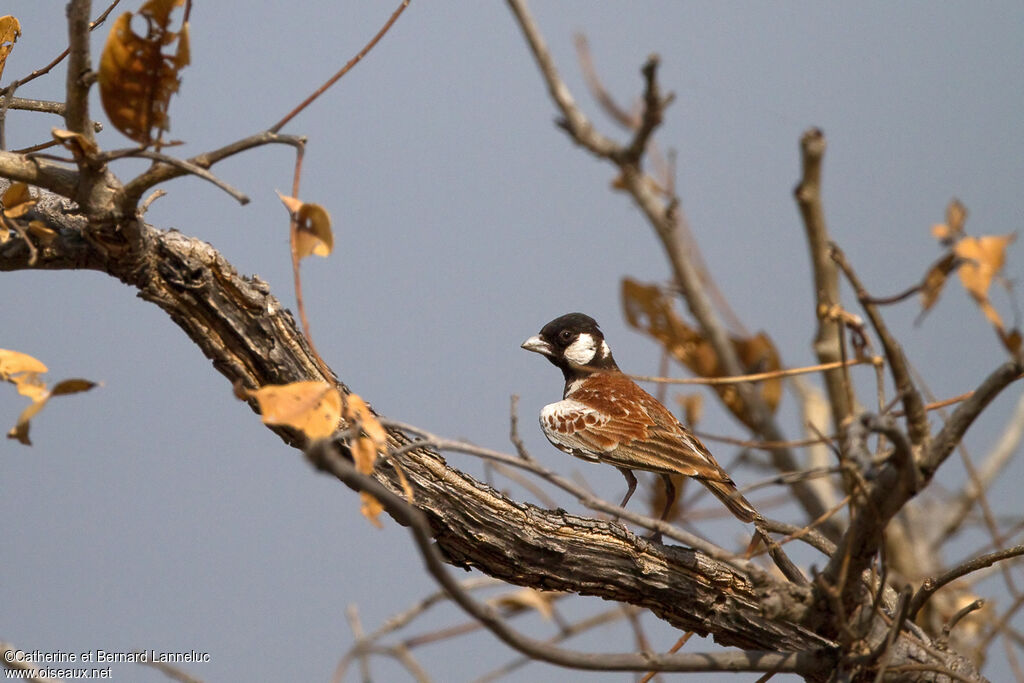 Chestnut-backed Sparrow-Lark male adult