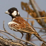 Chestnut-backed Sparrow-Lark