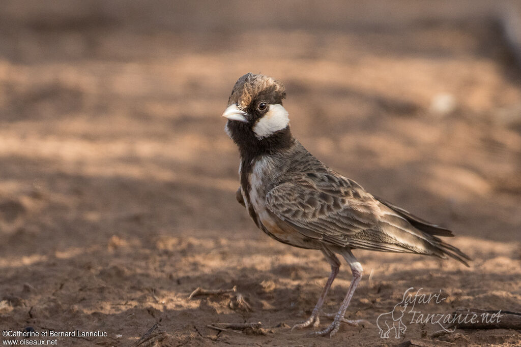 Fischer's Sparrow-Lark male adult