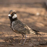 Fischer's Sparrow-Lark