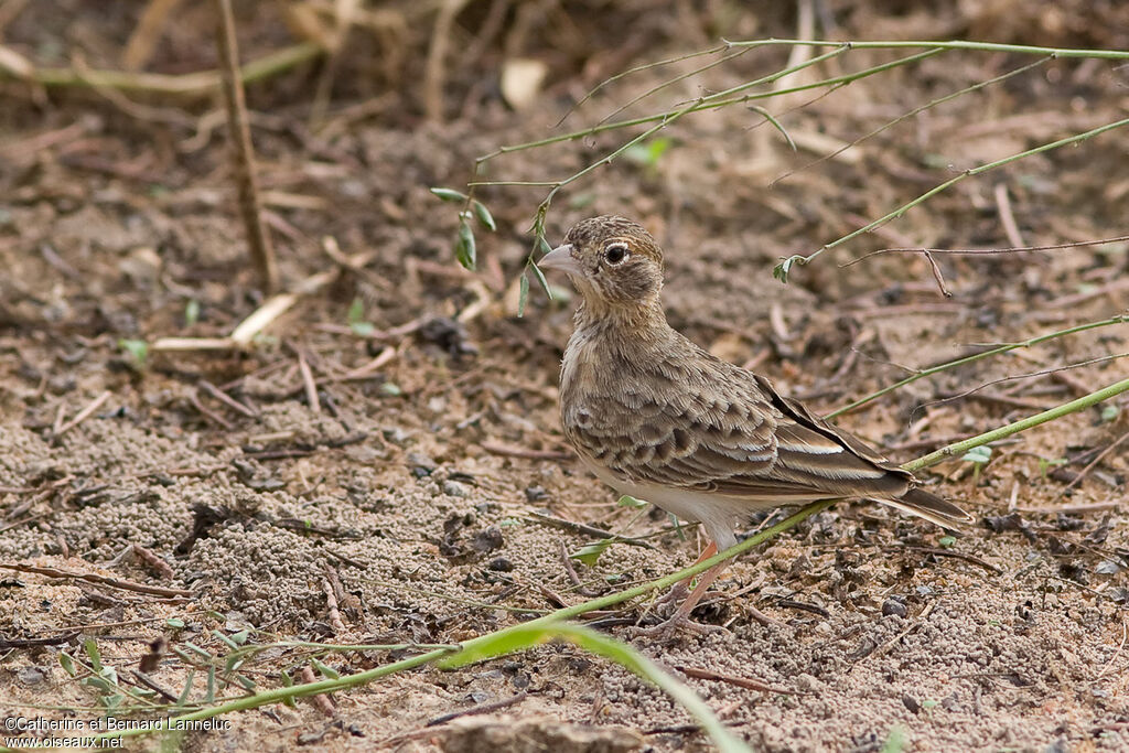 Fischer's Sparrow-Lark female