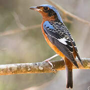 White-throated Rock Thrush