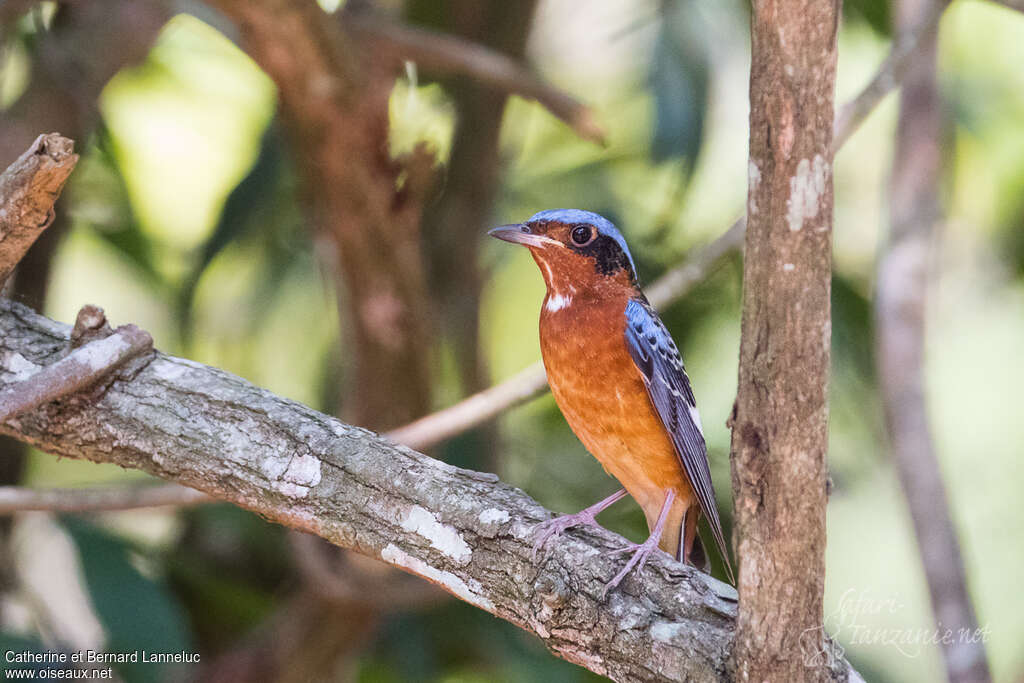 White-throated Rock Thrush male adult breeding, pigmentation