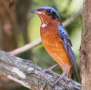 White-throated Rock Thrush