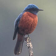 Chestnut-bellied Rock Thrush