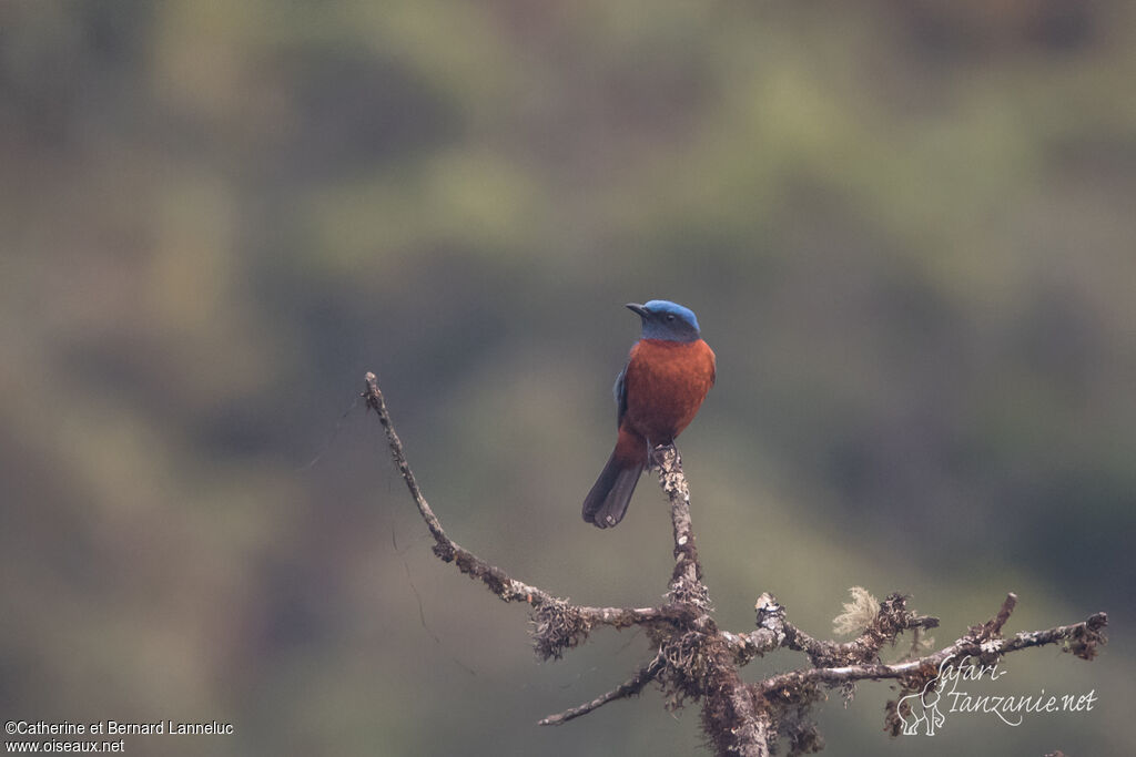 Chestnut-bellied Rock Thrush male adult, identification