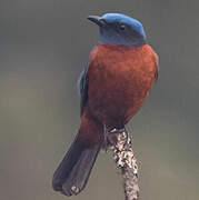 Chestnut-bellied Rock Thrush