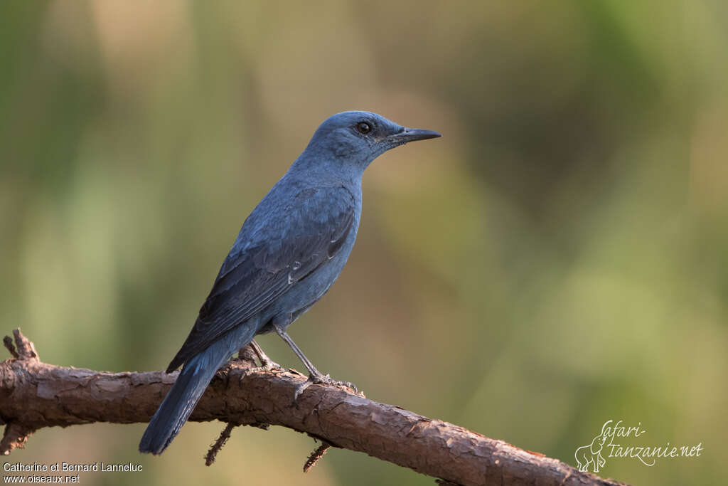 Blue Rock Thrush male adult breeding, pigmentation