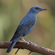 Blue Rock Thrush