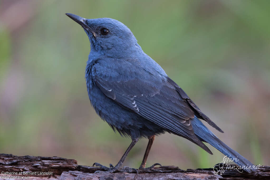 Blue Rock Thrush male adult breeding, identification, pigmentation