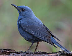 Blue Rock Thrush