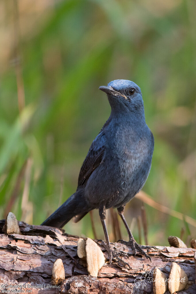 Blue Rock Thrush male adult