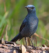 Blue Rock Thrush