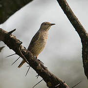 Common Rock Thrush