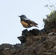 Common Rock Thrush