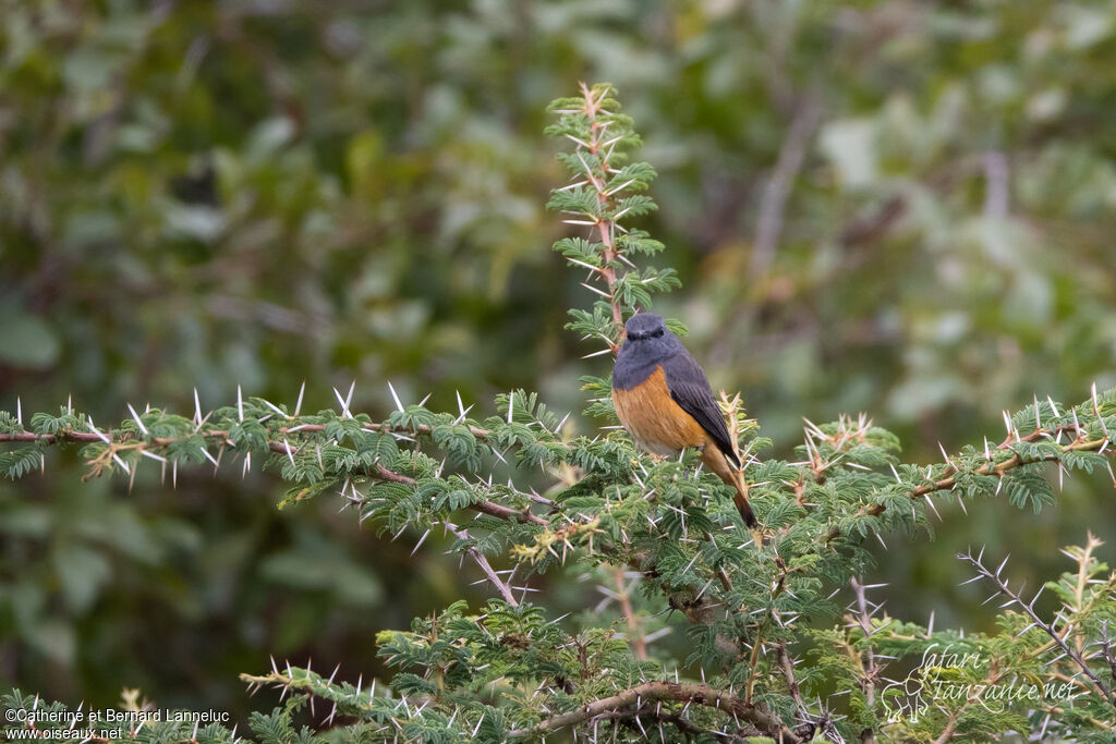 Little Rock Thrush male adult