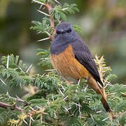 Little Rock Thrush