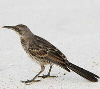 Espanola Mockingbird