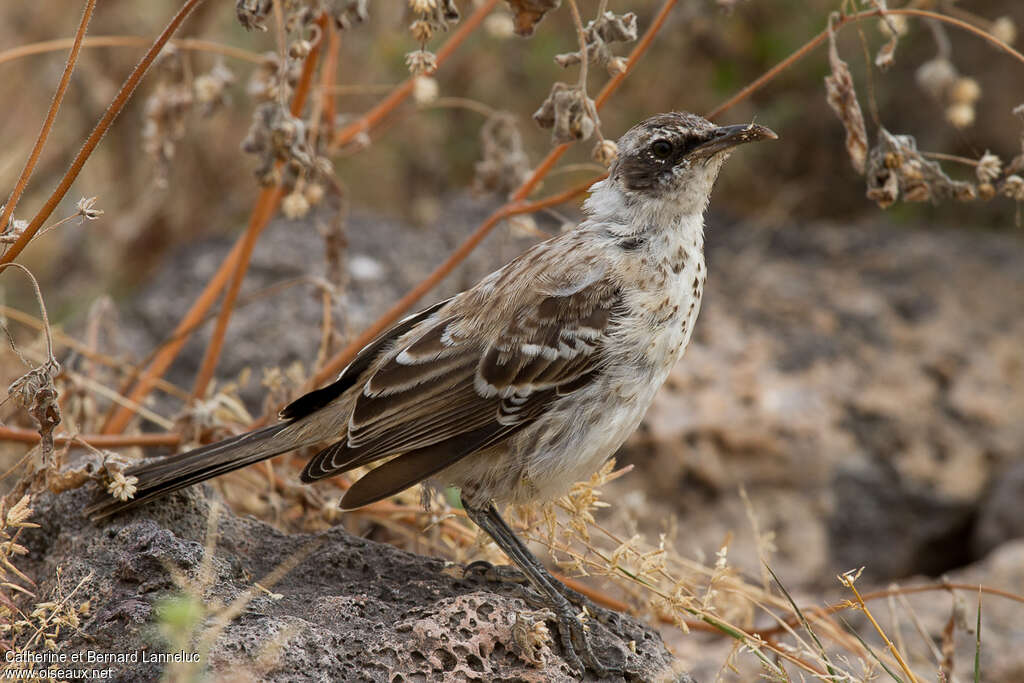 Moqueur des Galapagosimmature, identification