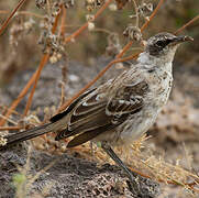 Galapagos Mockingbird