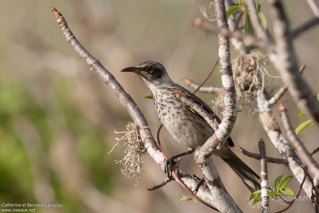 Galapagos Mockingbirdjuvenile, pigmentation, Behaviour