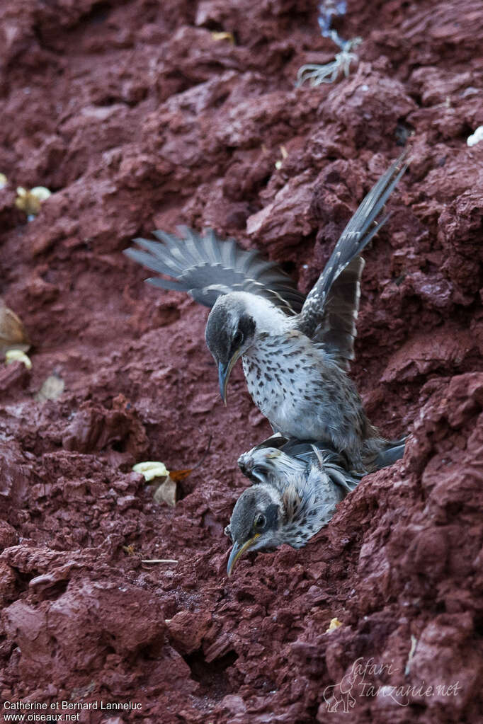 Galapagos Mockingbirdadult, mating.