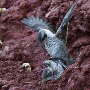 Galapagos Mockingbird