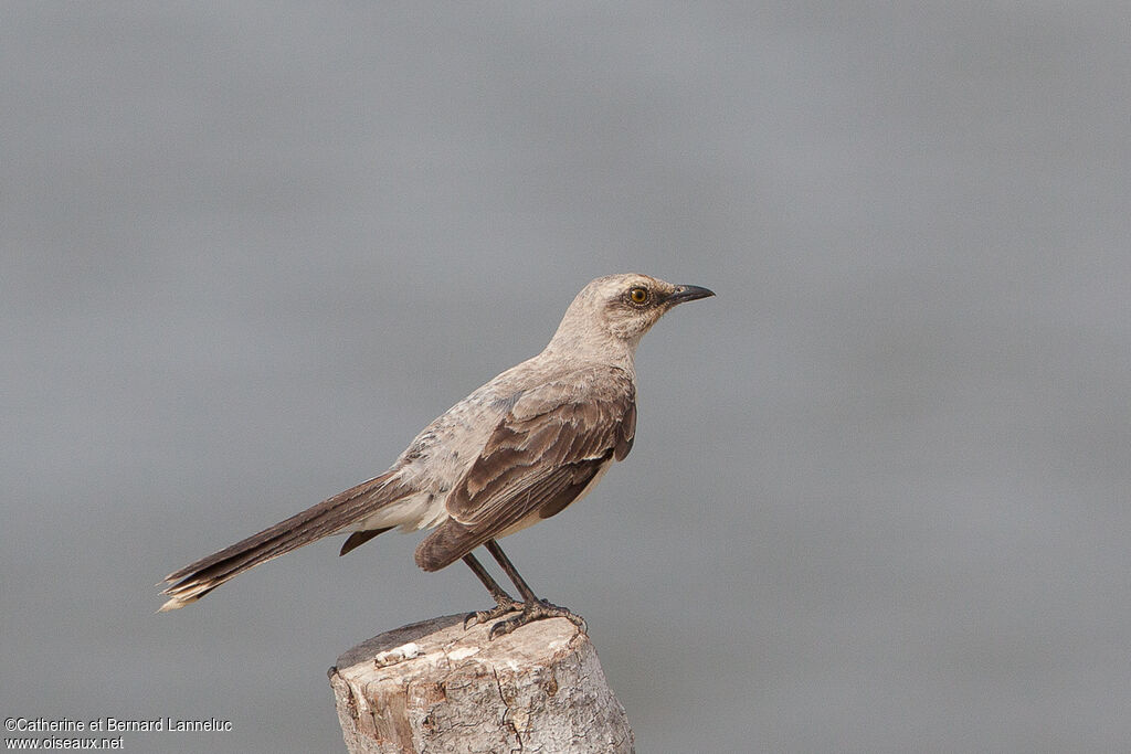 Tropical Mockingbird