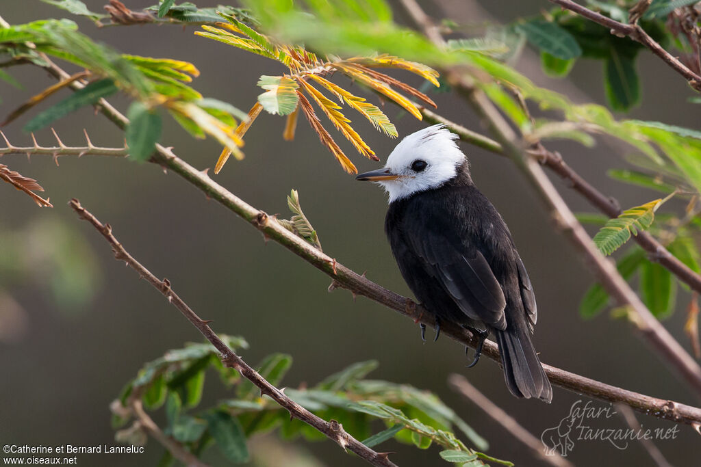 White-headed Marsh Tyrant male adult, habitat